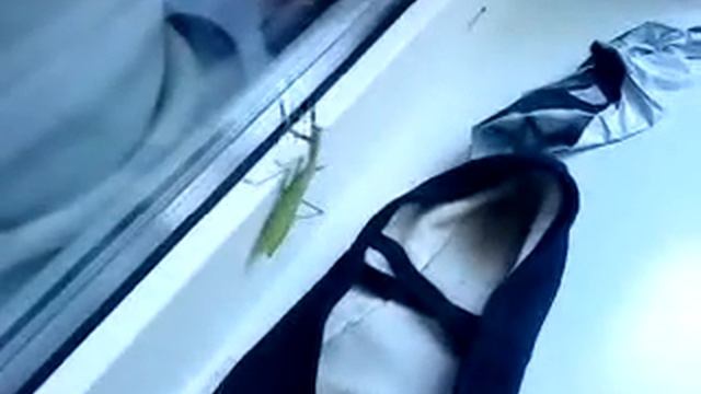 Хде на жопе жало??? : DDD смотреть онлайн