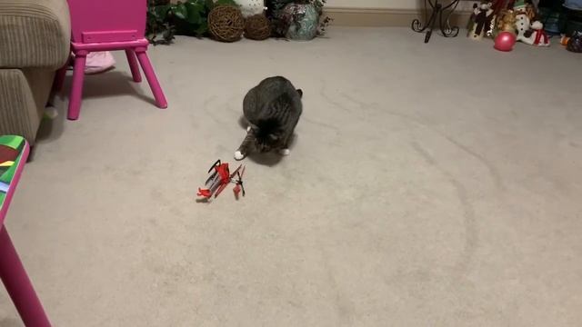 Кот в доме. Чего боятся коты? смотреть онлайн