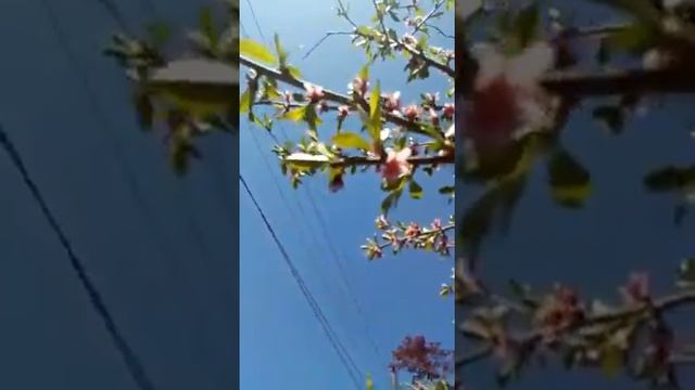 Вот как цветет персик,шафран смотреть онлайн