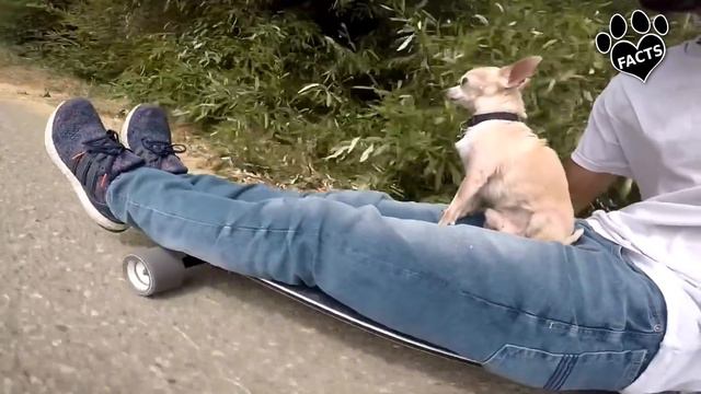 Miniature Pinscher vs Chihuahua: Which is the Better? Dog vs Dog смотреть онлайн