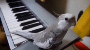 Такая маленькая птичка Корелла , а такой большой талант к пению под пианино.А вы уже смотрели!?!?!?