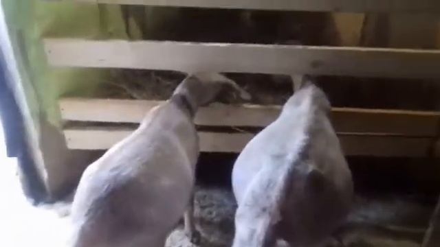 Глистогоним коз! Тетрамизол 10% !Как взвесить козу? Жизнь в деревне ! смотреть онлайн