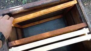 Ловля пчелиных роев. Самый простой способ!