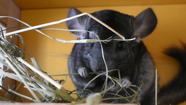 Научные факты о шиншиллах, которые вы не знали! смотреть онлайн