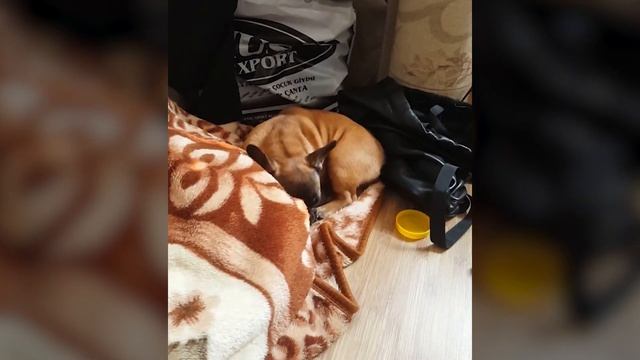 Щенку снятся кошмары | Frank - French Bulldog смотреть онлайн