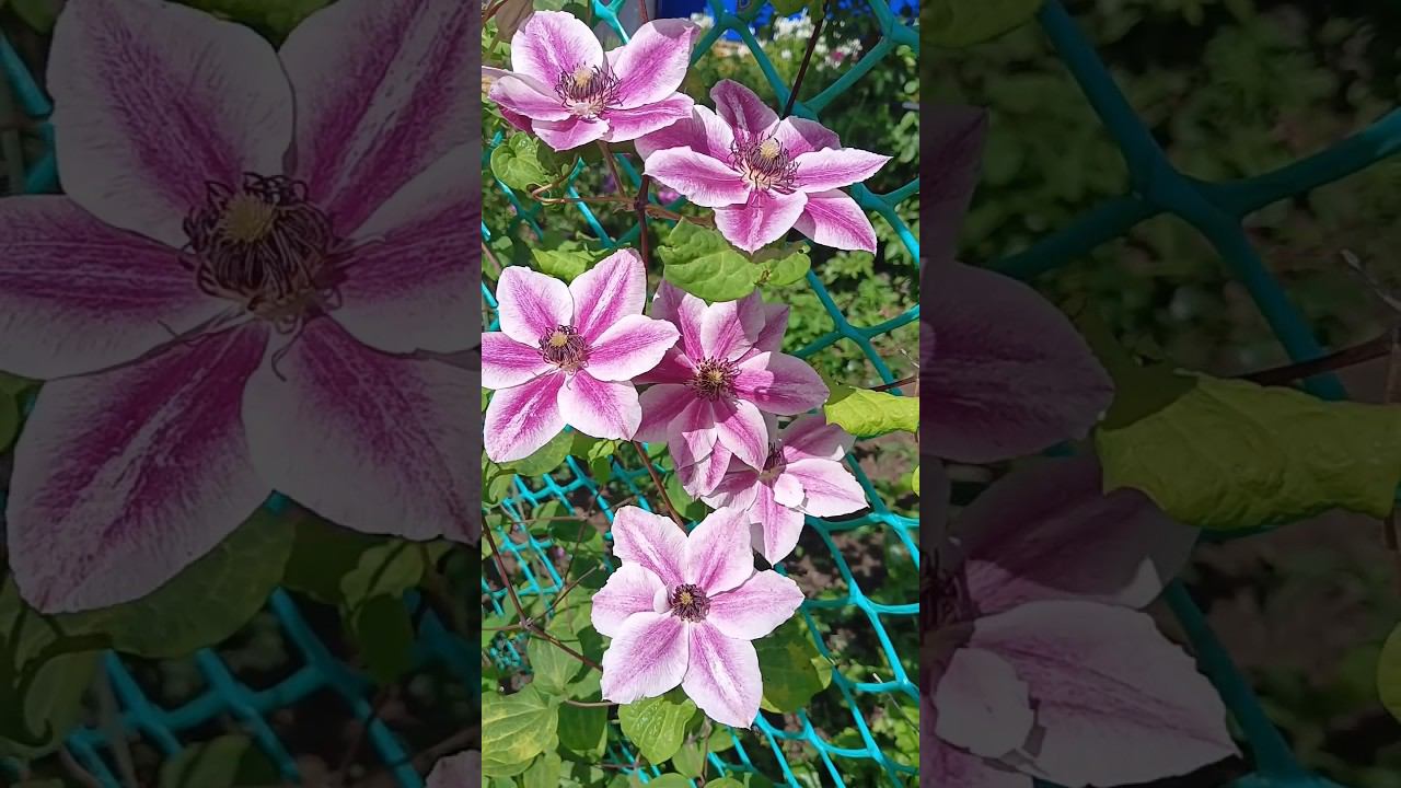 А вам какой больше нравится?#клематисы #flowers #love смотреть онлайн