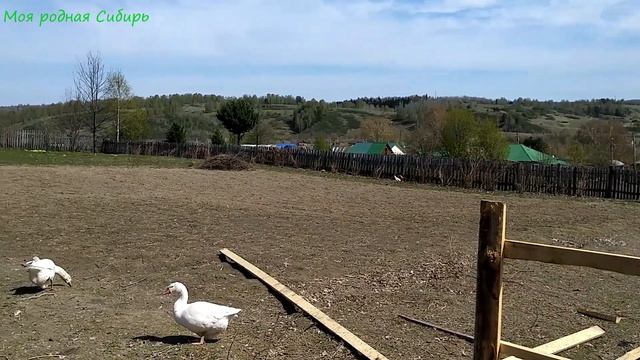 Неужели все погибли? Гусак у линдочек один бессовестный, кусаться хочет! смотреть онлайн