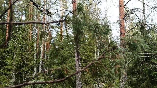 Прогулка по весеннему лесу, Карельский перешеек окрестности Выборга. смотреть онлайн