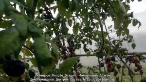 Помидоры Purple Dragon — Фиолетовый Дракон. Даёт мощные высокие кусты. Дом Помидоров - Помидом.ру