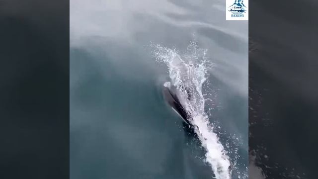 Белокрылые морские свиньи (дельфины) на Камчатке смотреть онлайн