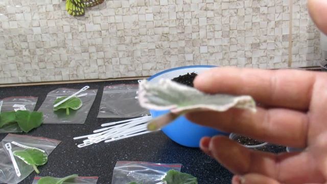 УКОРЕНЕНИЕ ФИАЛОК В ЖАРУ БЕЗ ОШИБОК смотреть онлайн