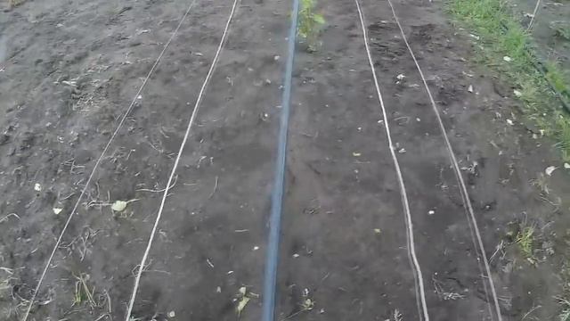 ? Капельный полив и антизаморозковое дождевание виноградника. Как я его сделал самостоятельно. смотреть онлайн