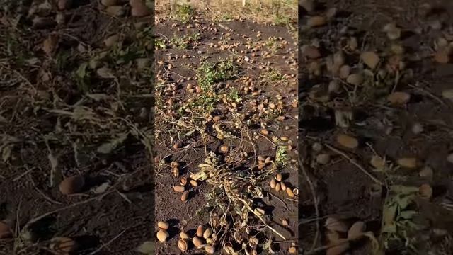 Староганькинский дуб с желудями ( продолжение) смотреть онлайн