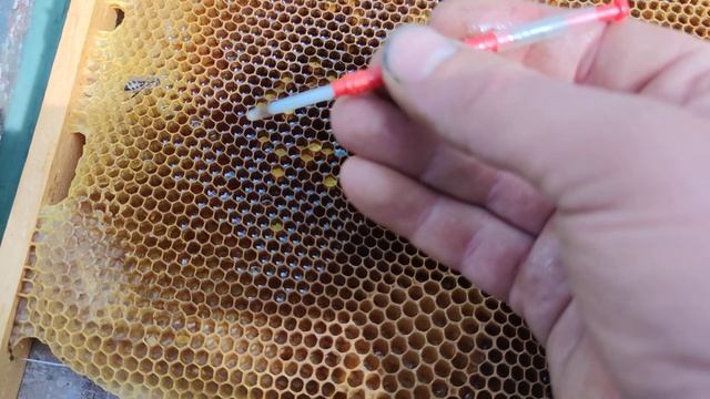 Как выводить маток своими руками часть 2 матководство дело тонкое✅☝️? смотреть онлайн