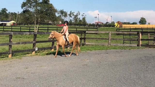 Daisy- Adorable, Kid-Safe Pony for Sale смотреть онлайн