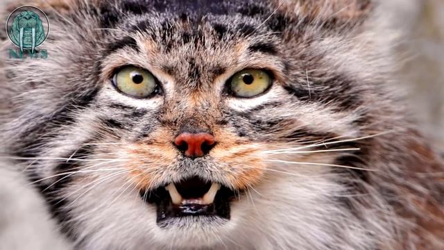 КОТЫ ОБДОЛБИЛИСЬ ВАЛЕРИАНЫ В ЦЕНТРЕ МОСКВЫ смотреть онлайн