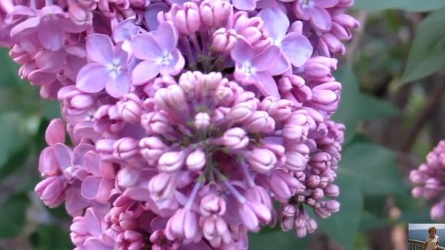 ВЕСНА Пришла! смотреть онлайн