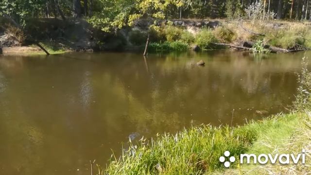Рыбалка на Случи 10.09.2019г. смотреть онлайн