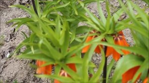 Персик цветёт