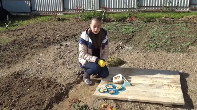 Позимняя посадка лука