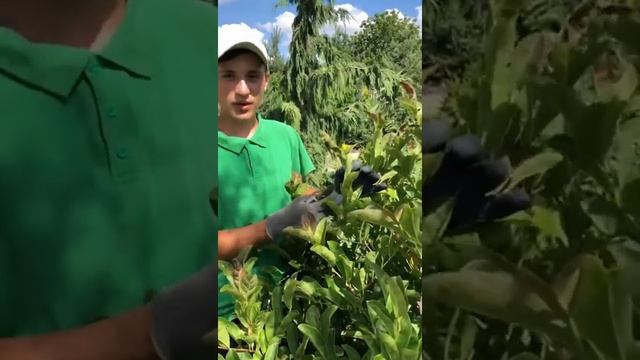 Как правильно обрезать магнолию? смотреть онлайн