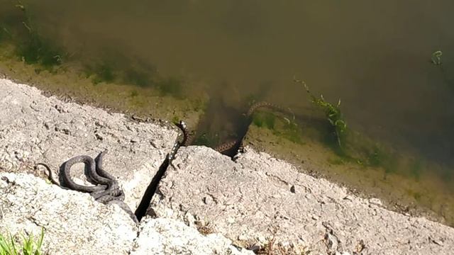 Водяная змея смотреть онлайн