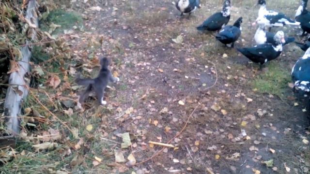 Кот пастух смотреть онлайн