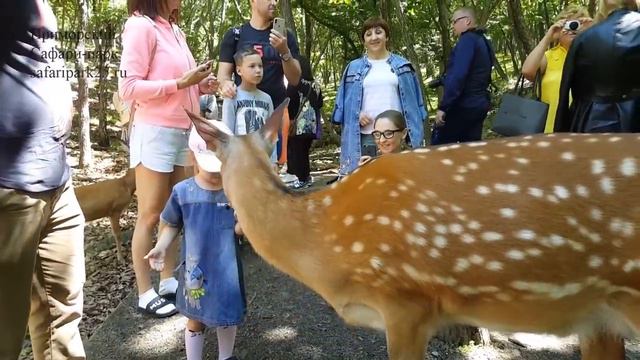 ПАРК КОПЫТНЫХ 11 ИЮЛЯ 2018 Г. смотреть онлайн