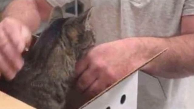 Они не виделись почти 20 лет,но когда встретились кот расплакался ,слёзы шли ручьём смотреть онлайн