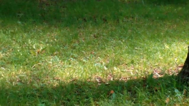 Красота/Прогулка в парке ???️#красота #прогулка #парк #vlog смотреть онлайн