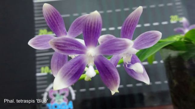 Phalaenopsis Tetraspis
 盾花蝴蝶蘭
 - Miki Orchid 美琪蘭園