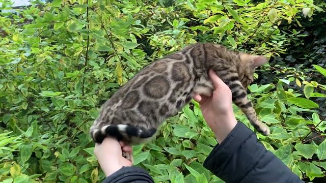 Бенгальский котик 1 (от пары: DGC Quick Hunters Simona + Quick Hunters Wizard) смотреть онлайн