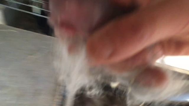 Окрол. Крольчиха родила 13 крольчат, к сожалению столько ей не выкормить. смотреть онлайн