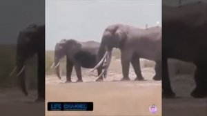 Великое СПАРИВАНИЕ СЛОНОВ!