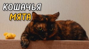 Реакция кошки на кошачью мяту