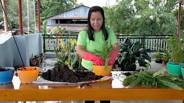 BOSTON FERN, ROPAGATING AND TAKING CARE OF BOSTON FERN смотреть онлайн