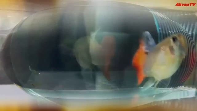 САМКА ГУППИ РОЖАЕТ МАЛЬКОВ смотреть онлайн