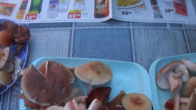 Сезон грибов открыт/Тыква хоккайдо 2017 смотреть онлайн