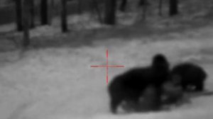 Охота на кабана с вышки зимой 2021. TG3 Lancaster 9.6х53 and Pulsar digex n455