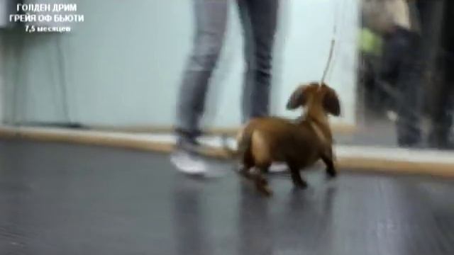 ГОЛДЕН ДРИМ ГРЕЙЯ ОФ БЬЮТИ - 7,5 месяцев