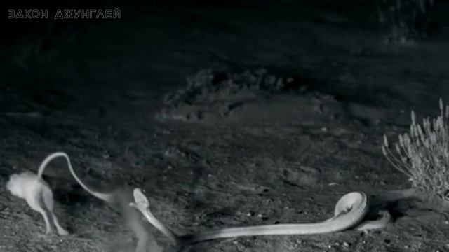 Когда жертва дает змее по морде! Кенгуровая крыса против гремучника! смотреть онлайн