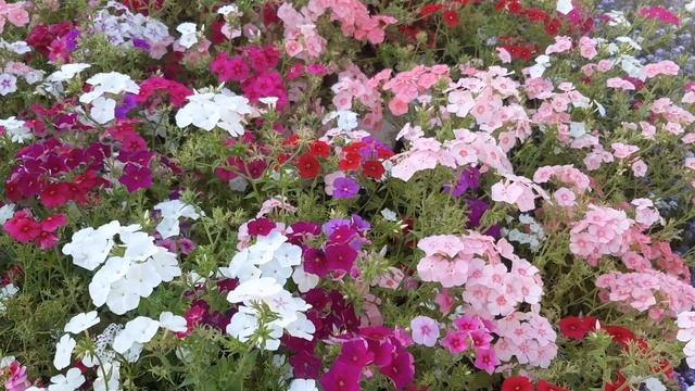 Красивый садовый дизайн загородного дома смотреть онлайн