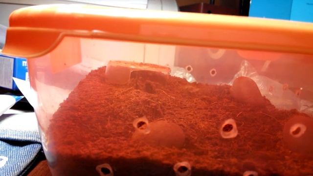 Brachypelma smithi L6 кормление смотреть онлайн