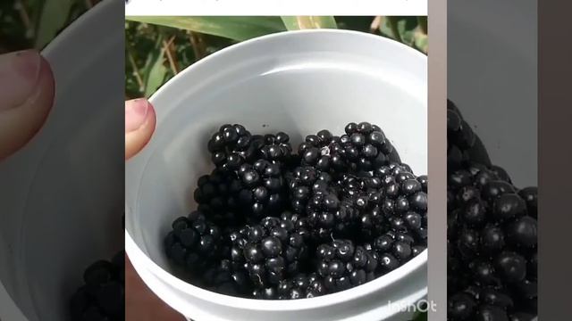 Опыт применения Vertera Gumin смотреть онлайн