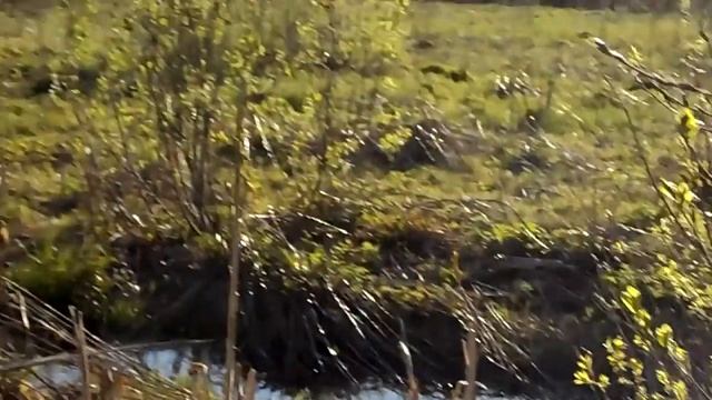 Дамба пруда 13 га. часть 2 смотреть онлайн