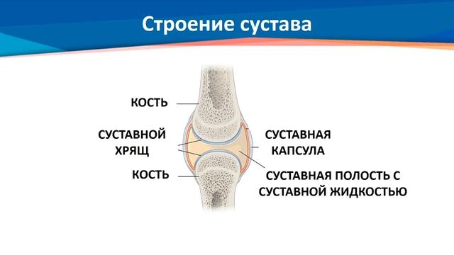 ІІІ - четверть, Биология, 8 класс, Строение и функции суставов смотреть онлайн