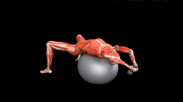 Подъемы гантели из за головы лежа на фитболе Stability Ball Pullover Dumbbell смотреть онлайн
