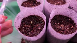 Посев лобелии в гранулах. 2й день от всходов