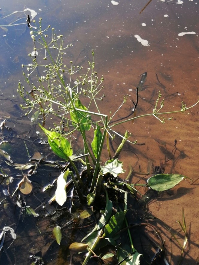18. Частуха обыкновенная - Alisma Plantago-aquatica