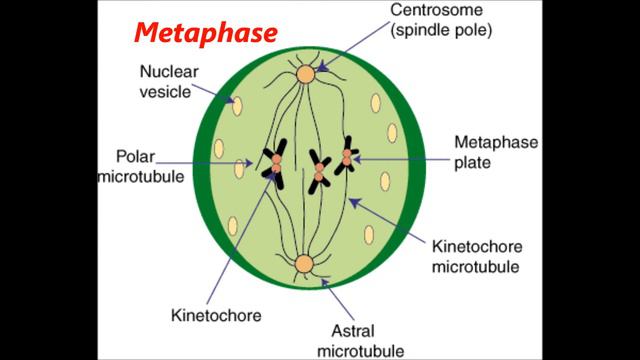 Mitosis video смотреть онлайн